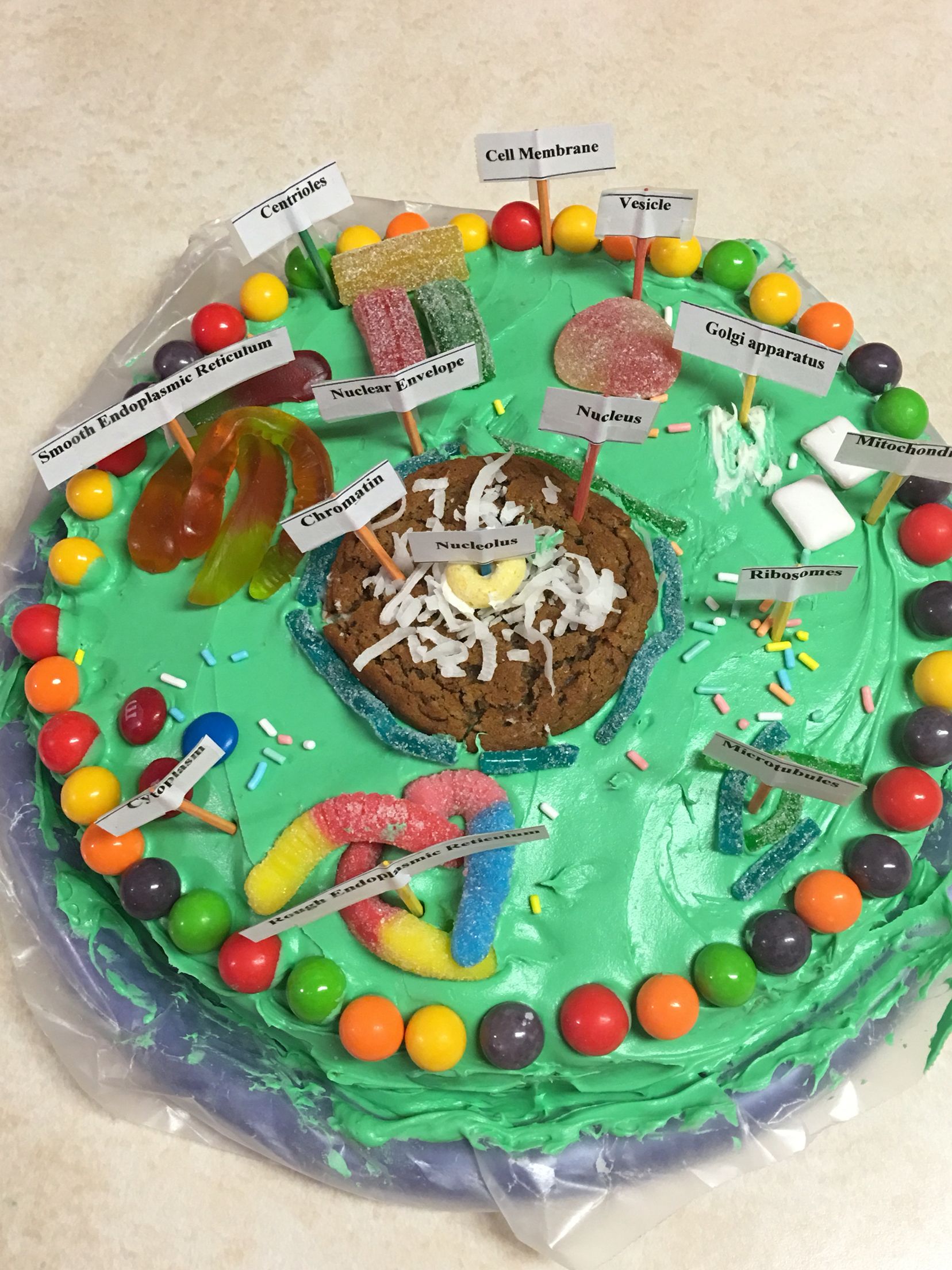 3d plant cell projects kids